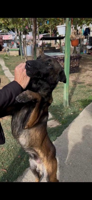 С обич към животните 